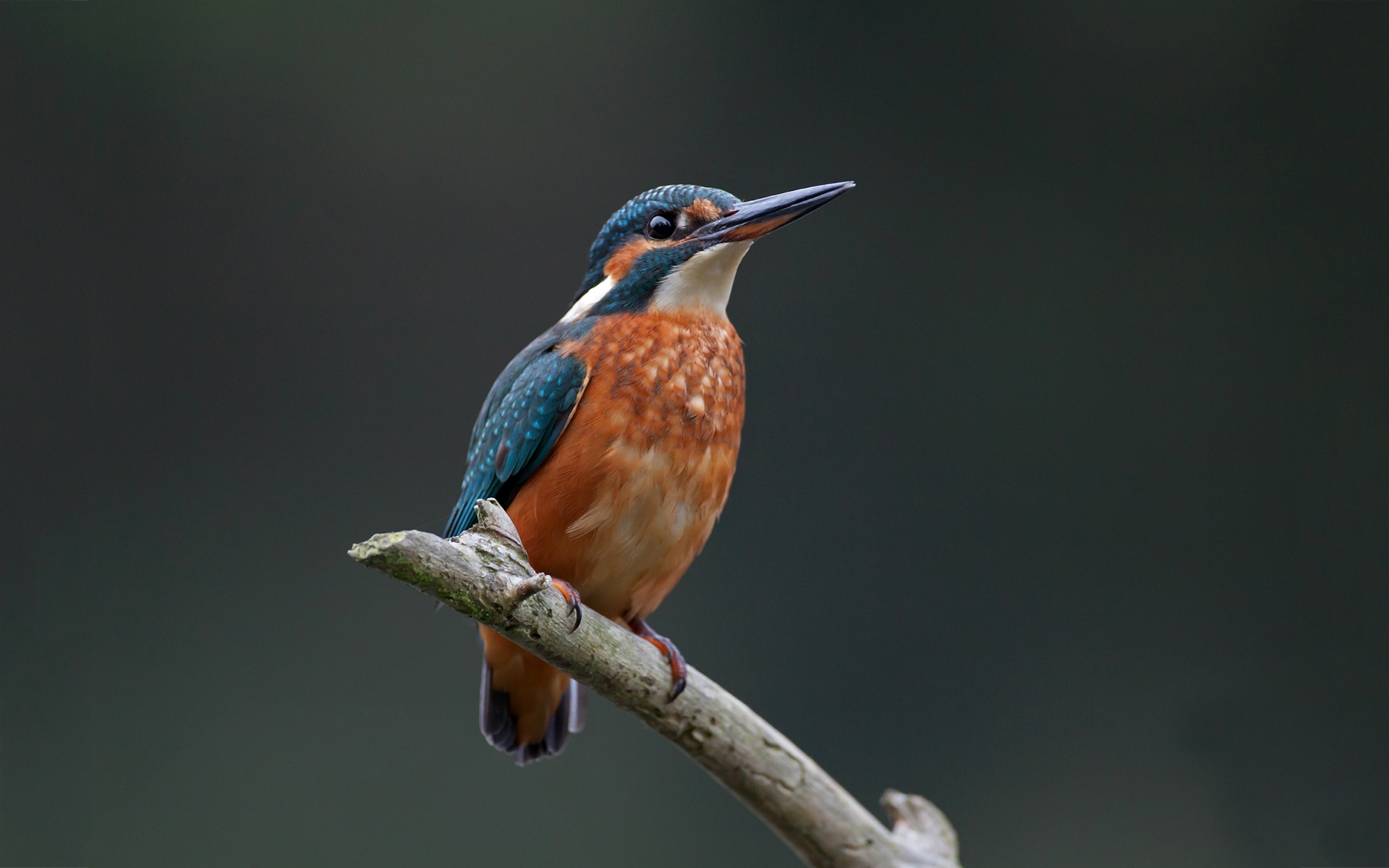 Glaucous - Bird - Kingfisher