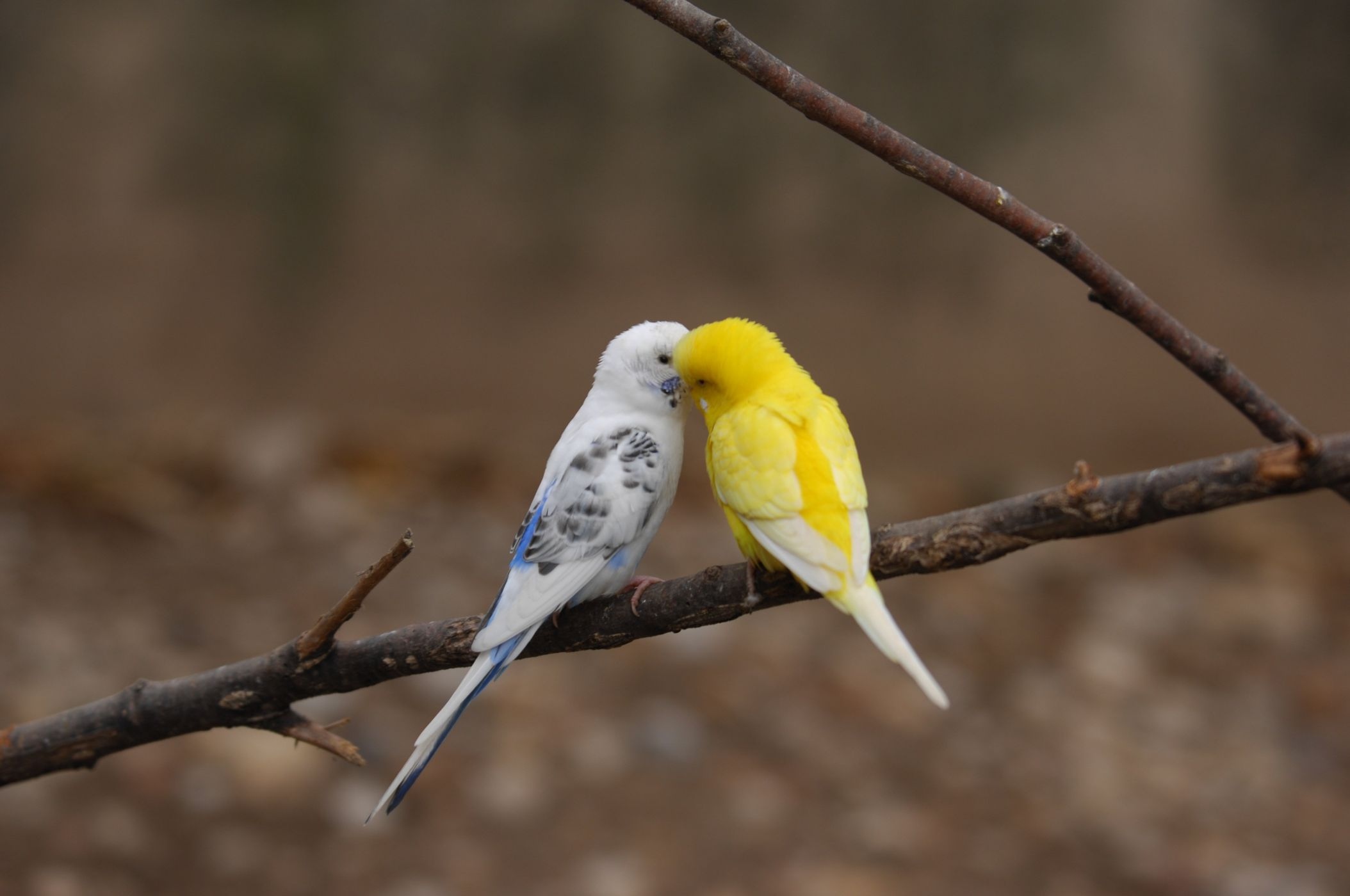 Love Birds - Couple Birds