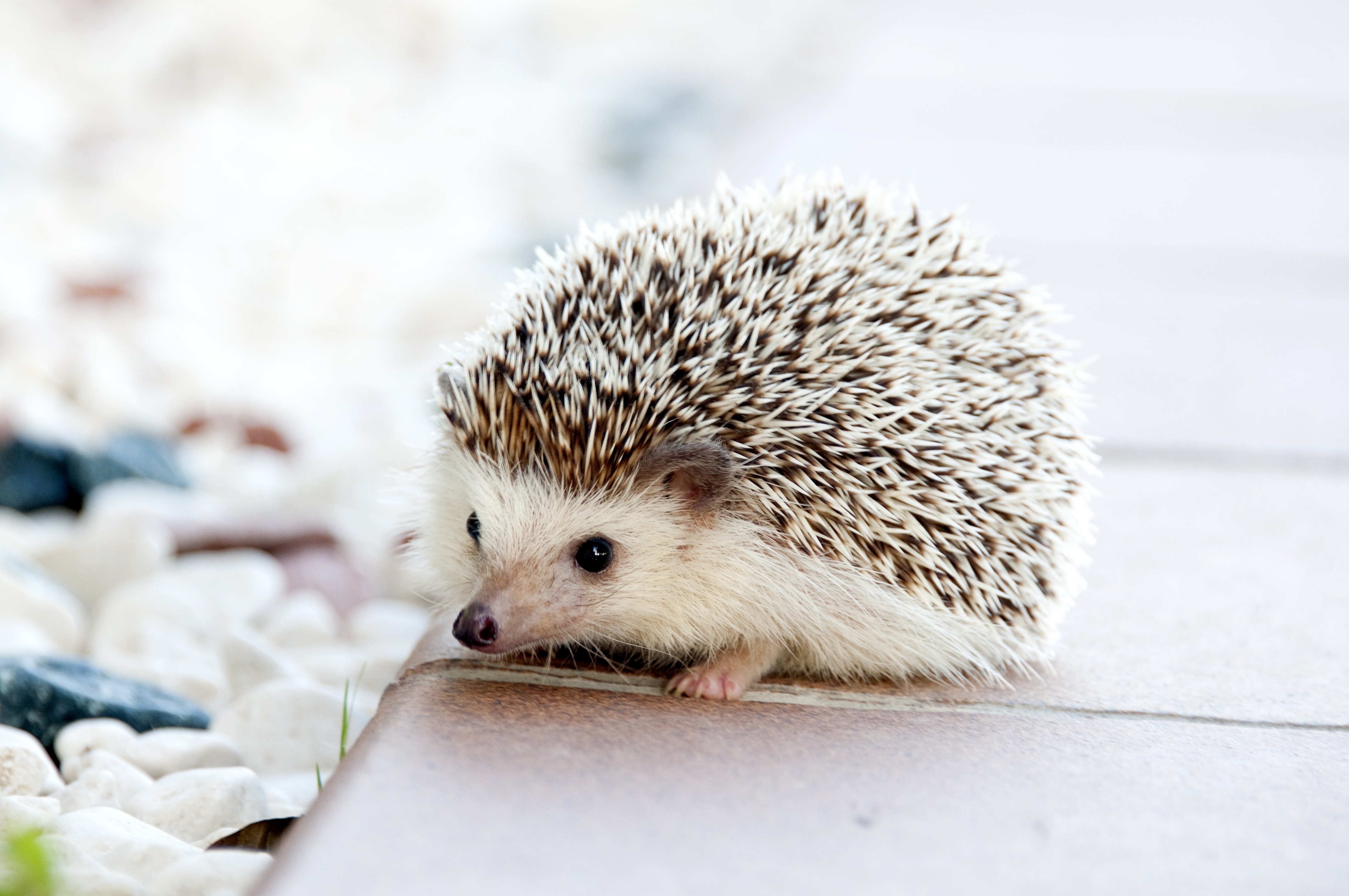 Cute Animals - Hedgehog