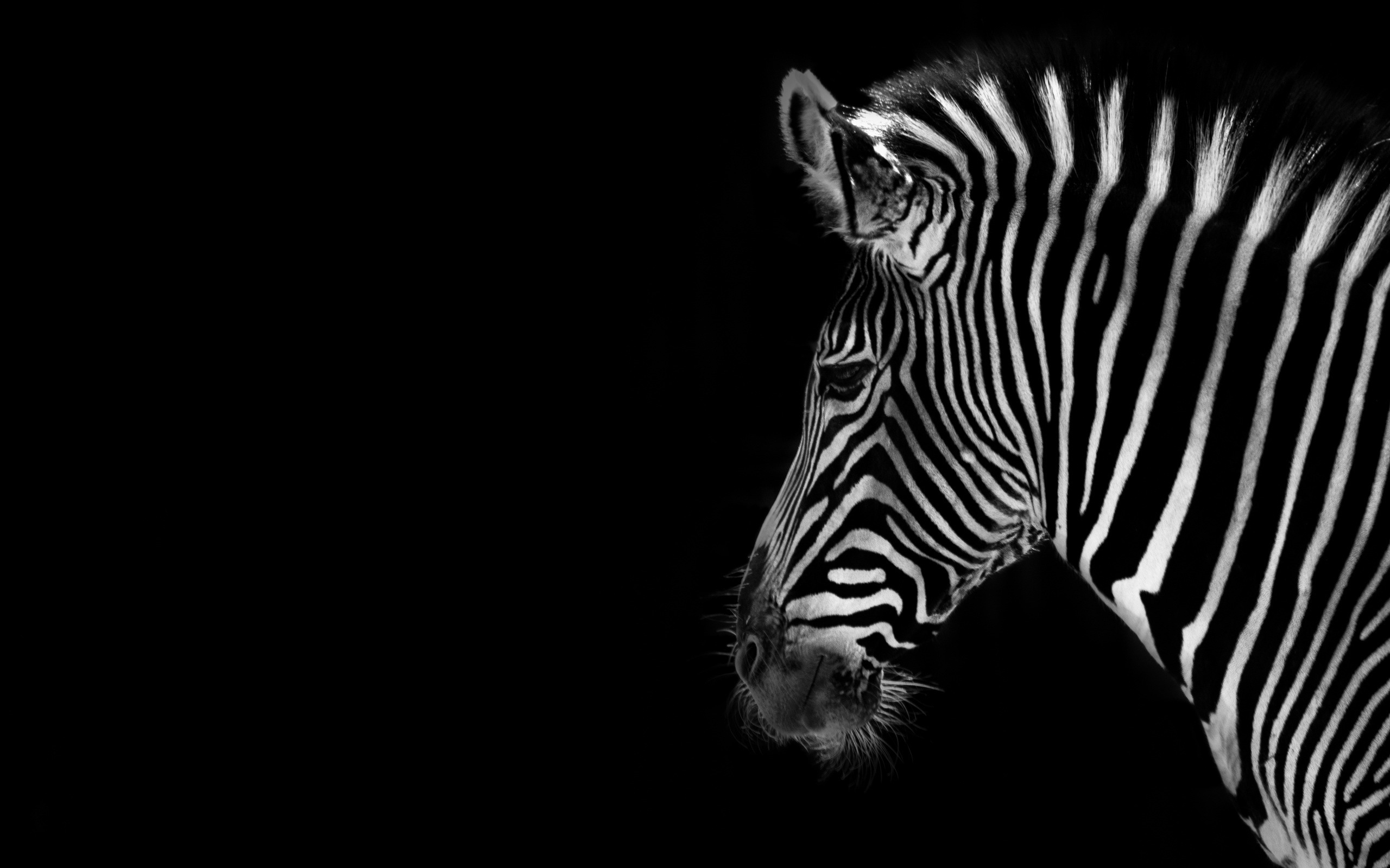 Rare - Zebra With Black Background