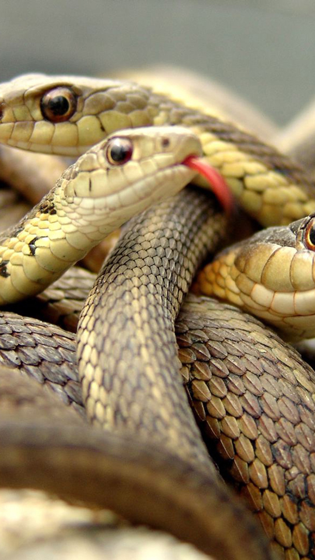 Snake | Serpientes Snake