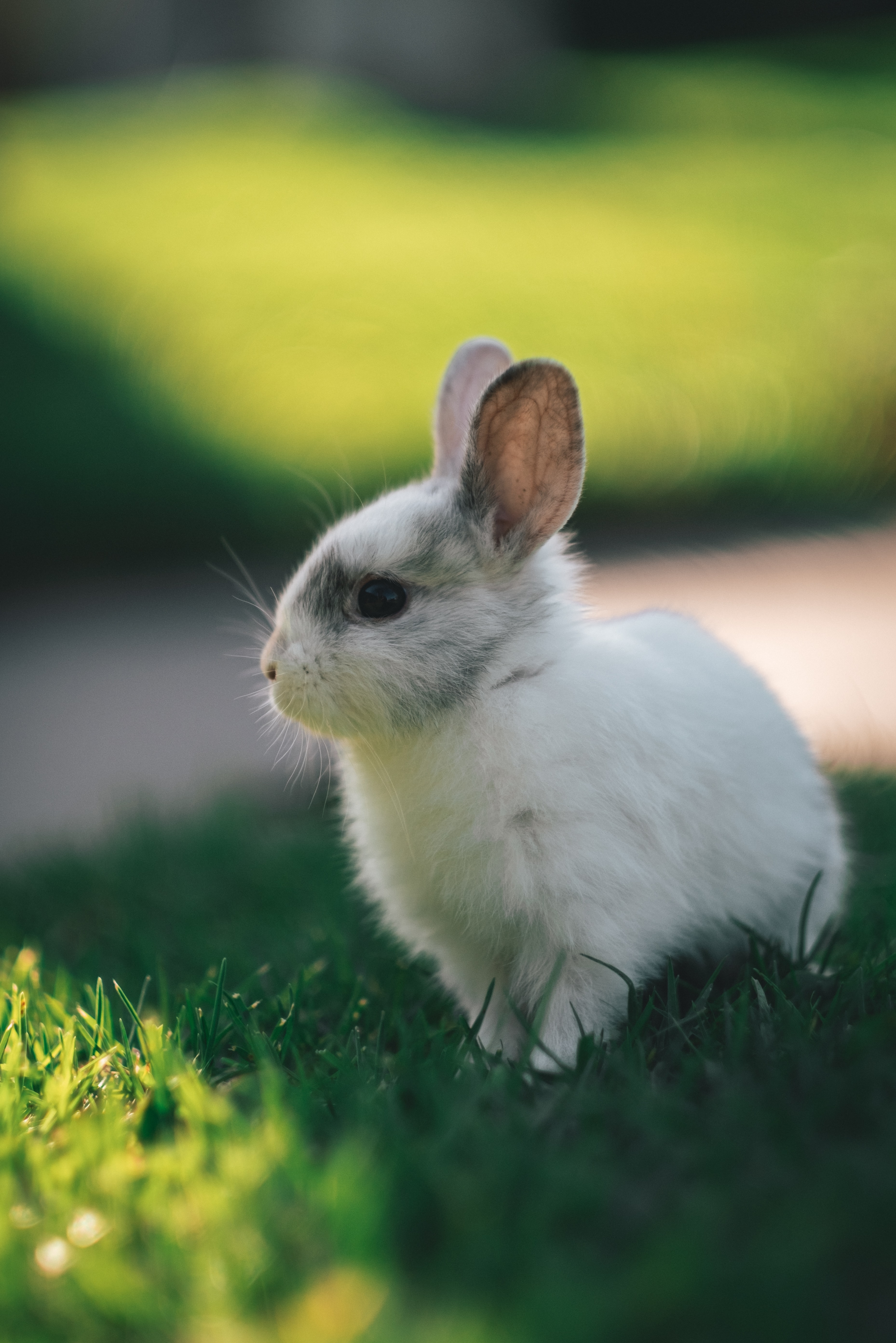 Cute Baby Animals Rabbit Wallpaper