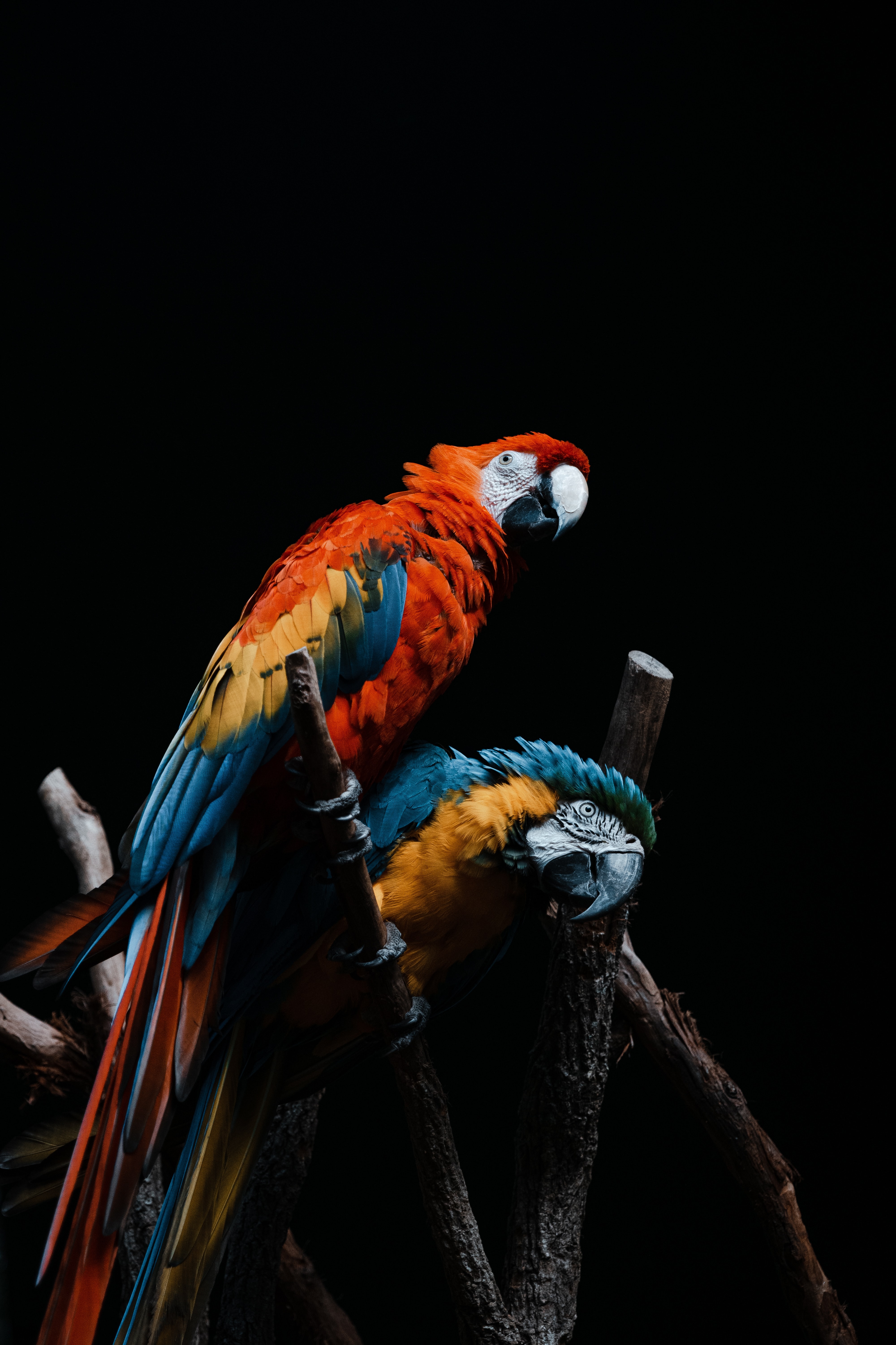 Birds Photos - Macaw