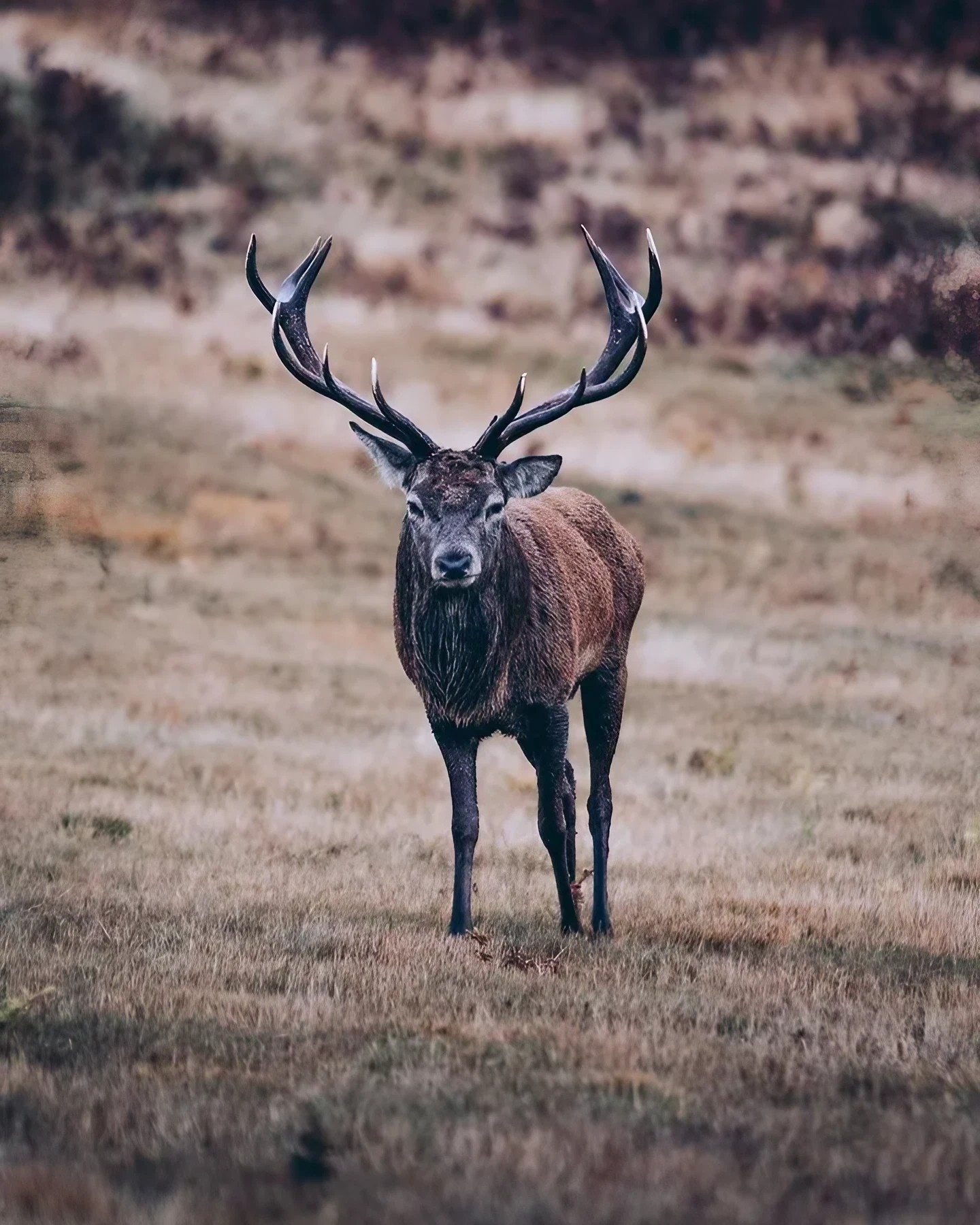 Brown Reindeer