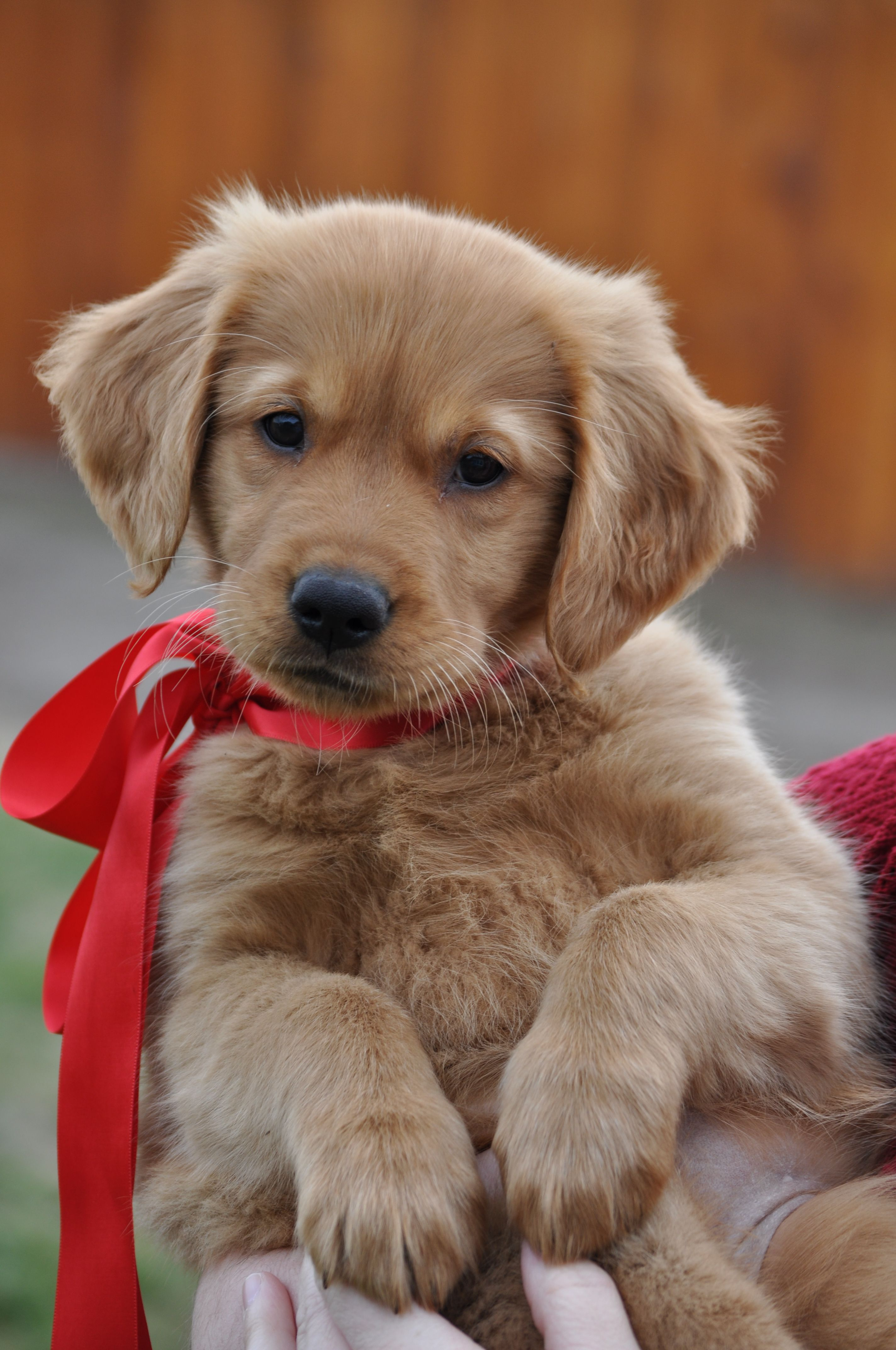 Dogs | Labrador Puppy