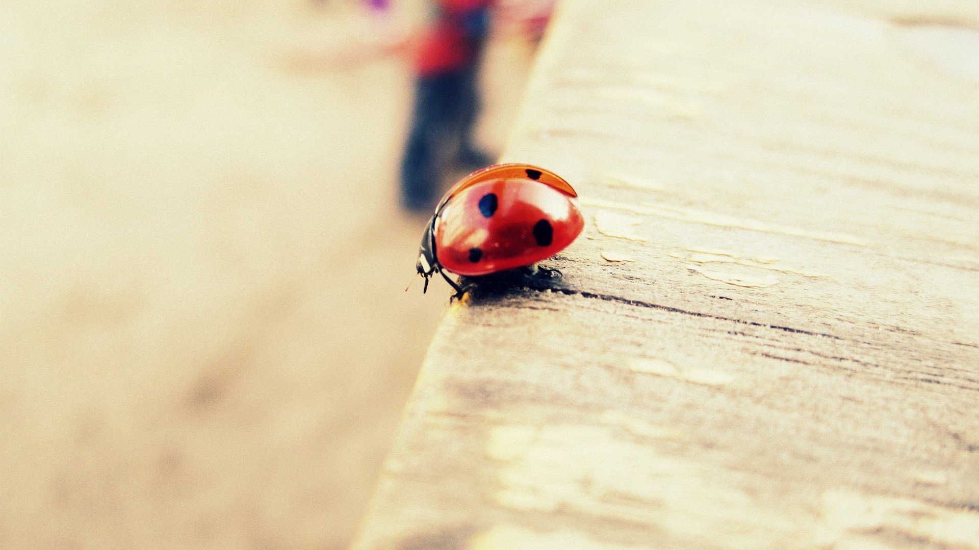 Cute - Ladybug