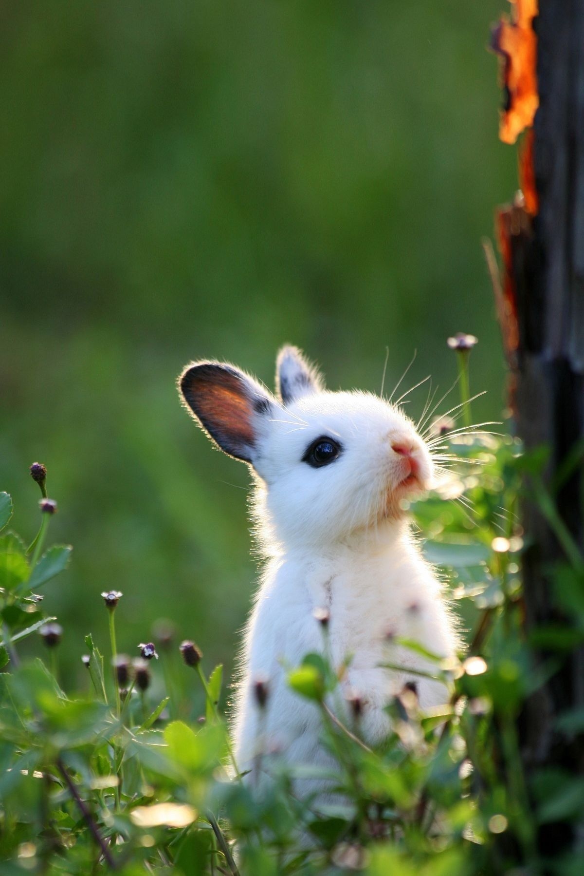 Cute Animals - Rabbit