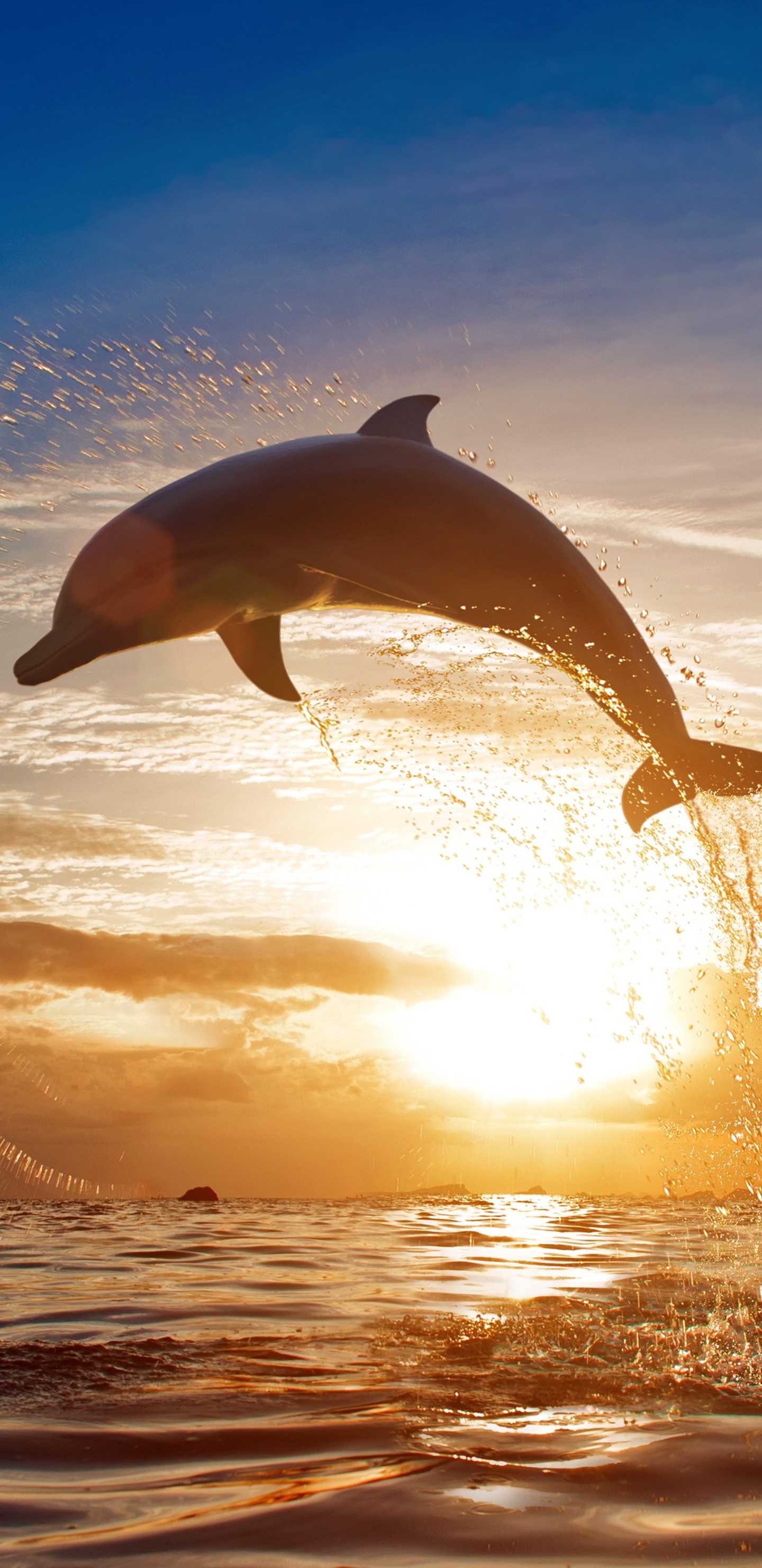 Dolphin jumping out of water