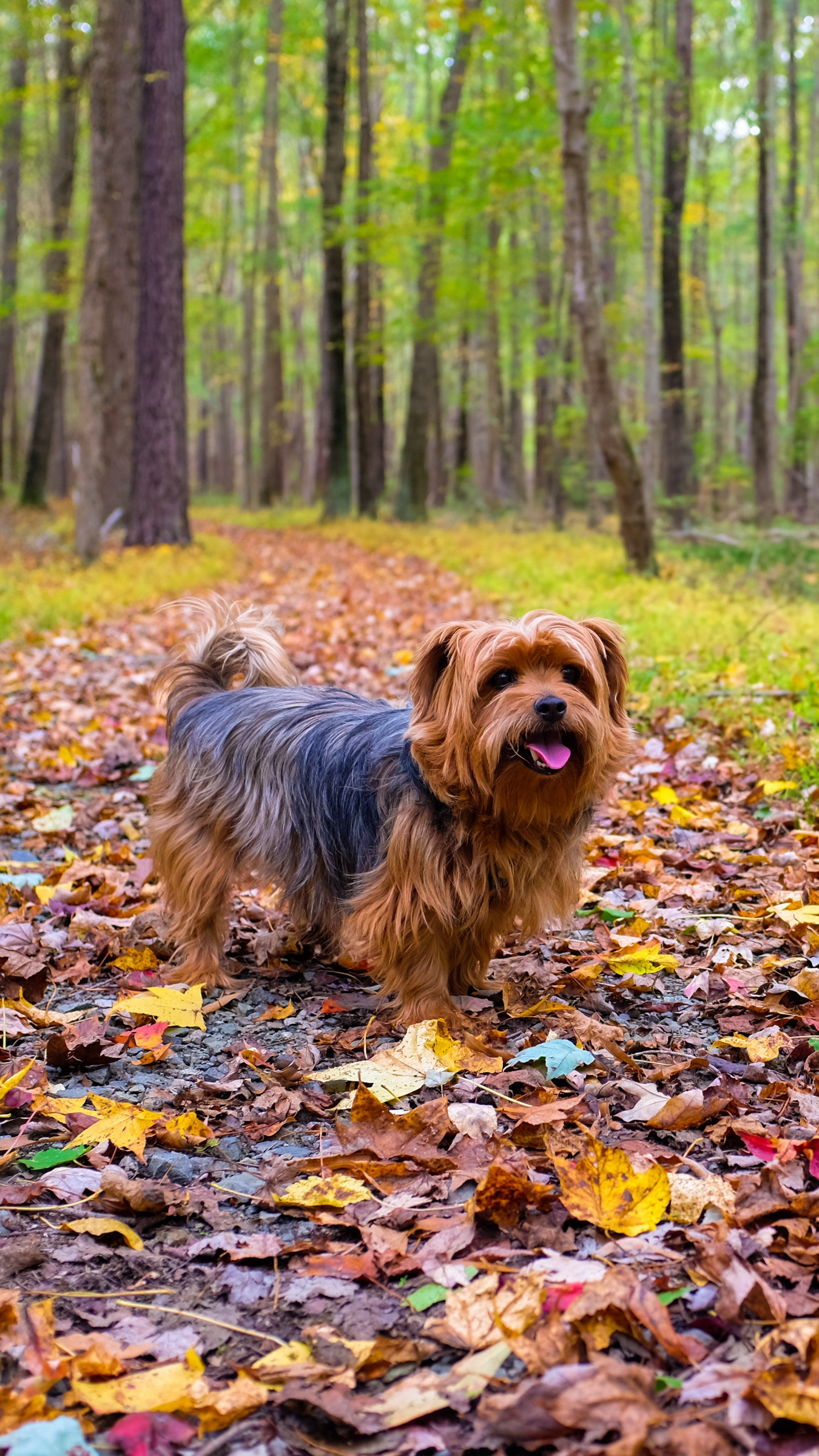 Cute Puppy in the Park