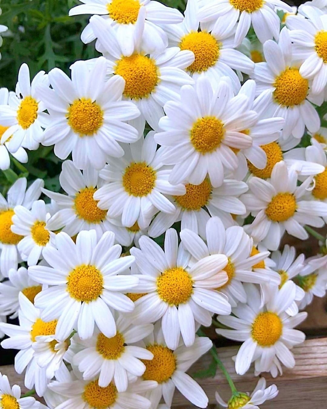 Flower | Daisy Flower