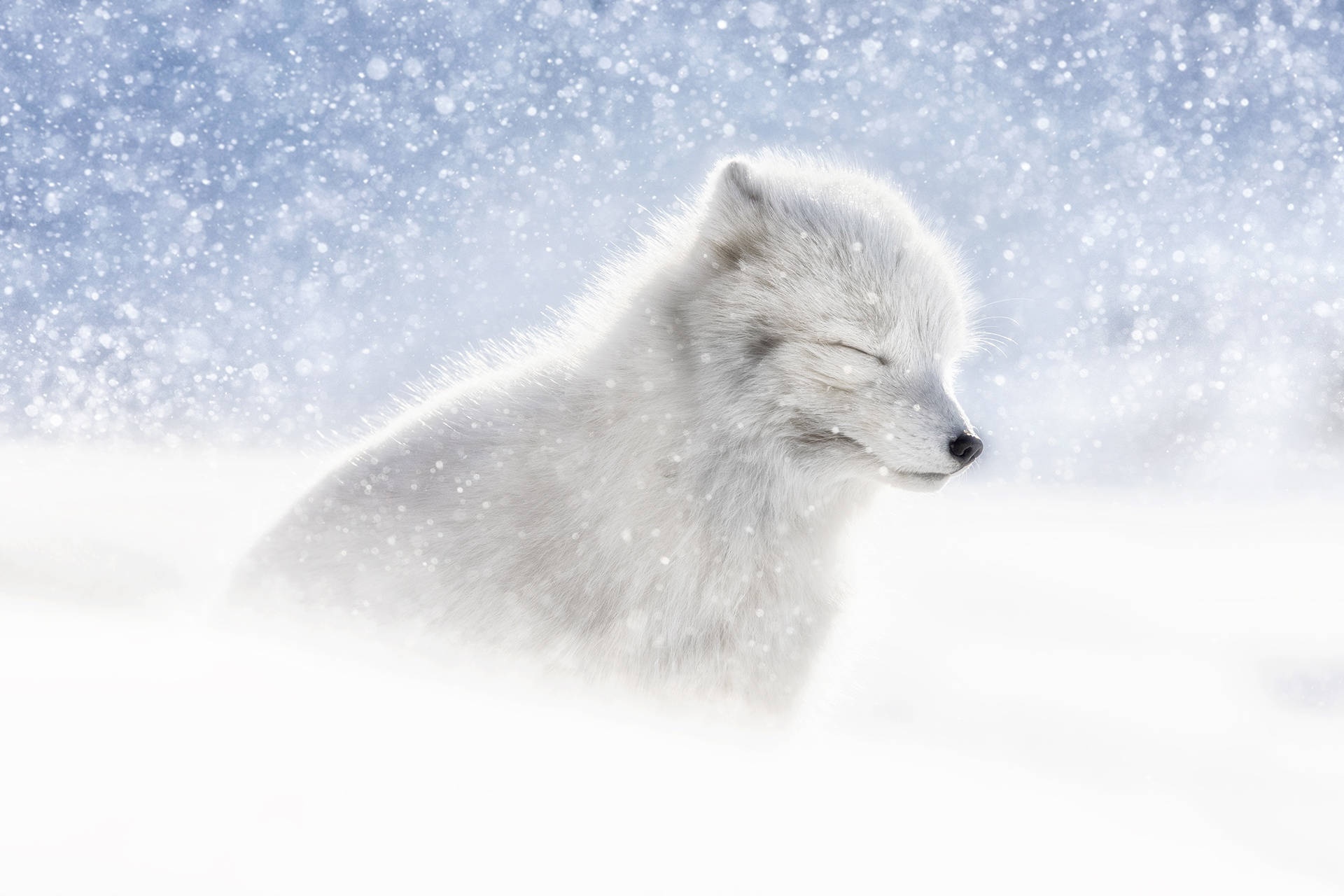 Beautiful Animals - Arctic Fox In Snow