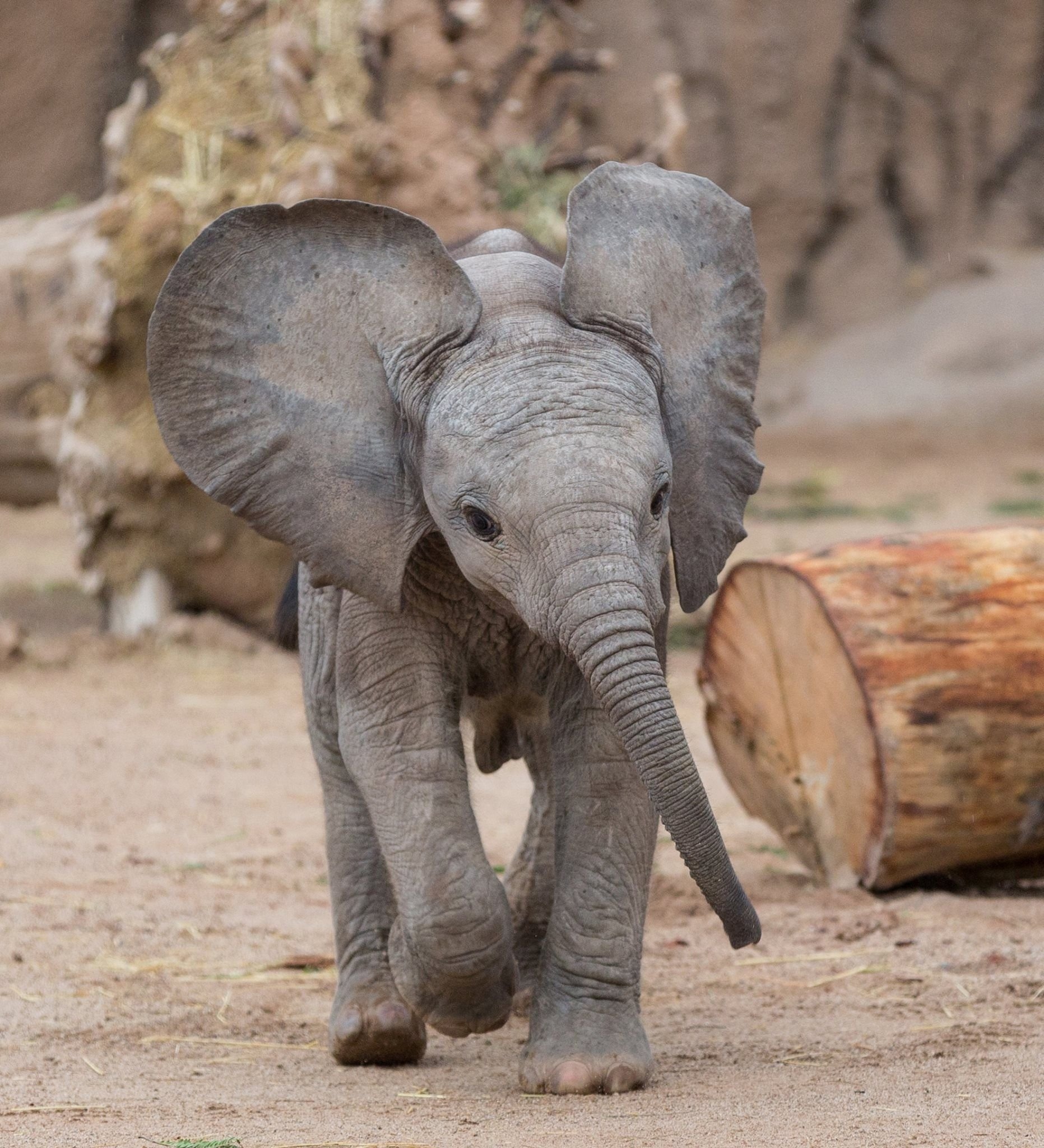 Cute Baby Animals - Baby Elephant Walking