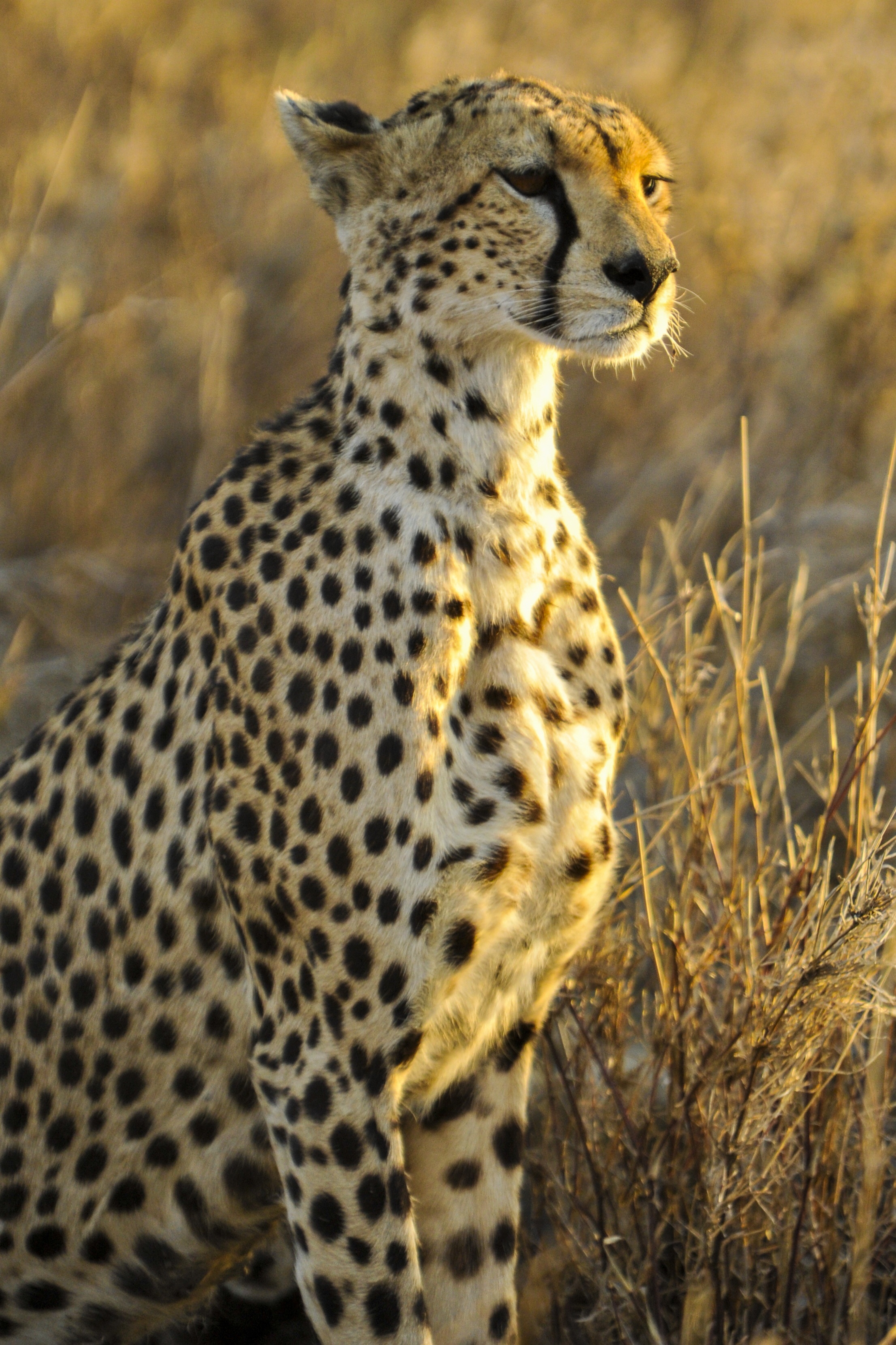 Cheetah | Jungle Animal Cheetah