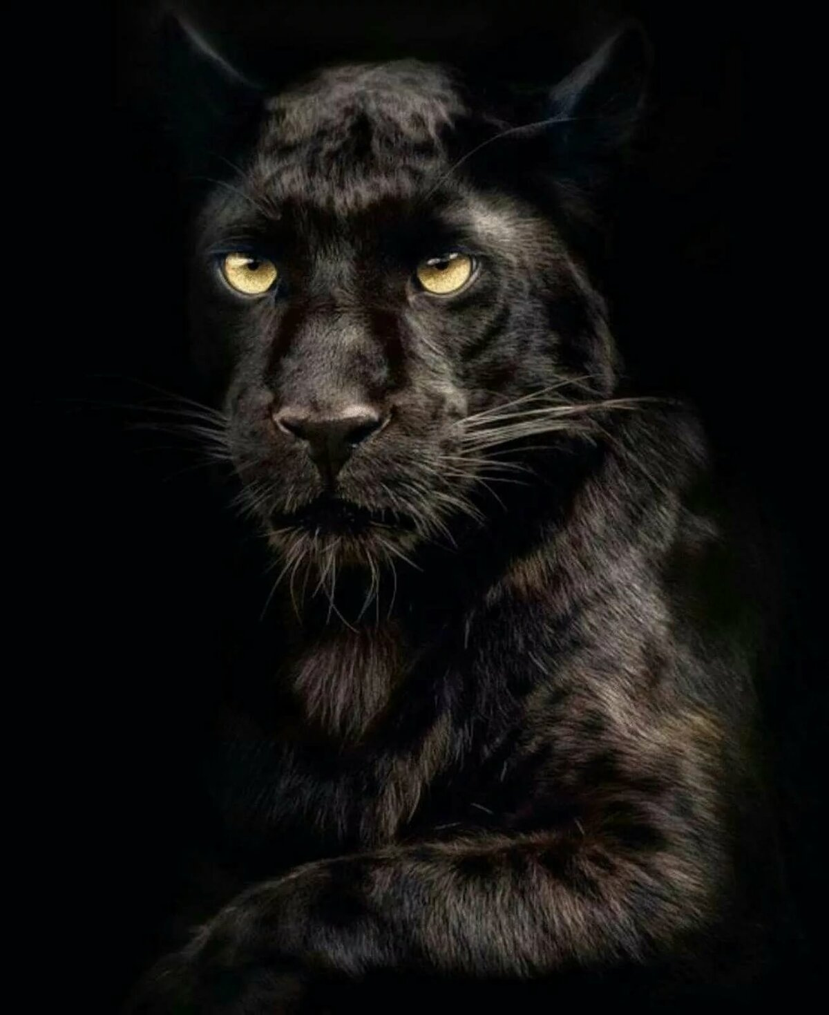 Black Colour | Black Colour Panther | Black Panther