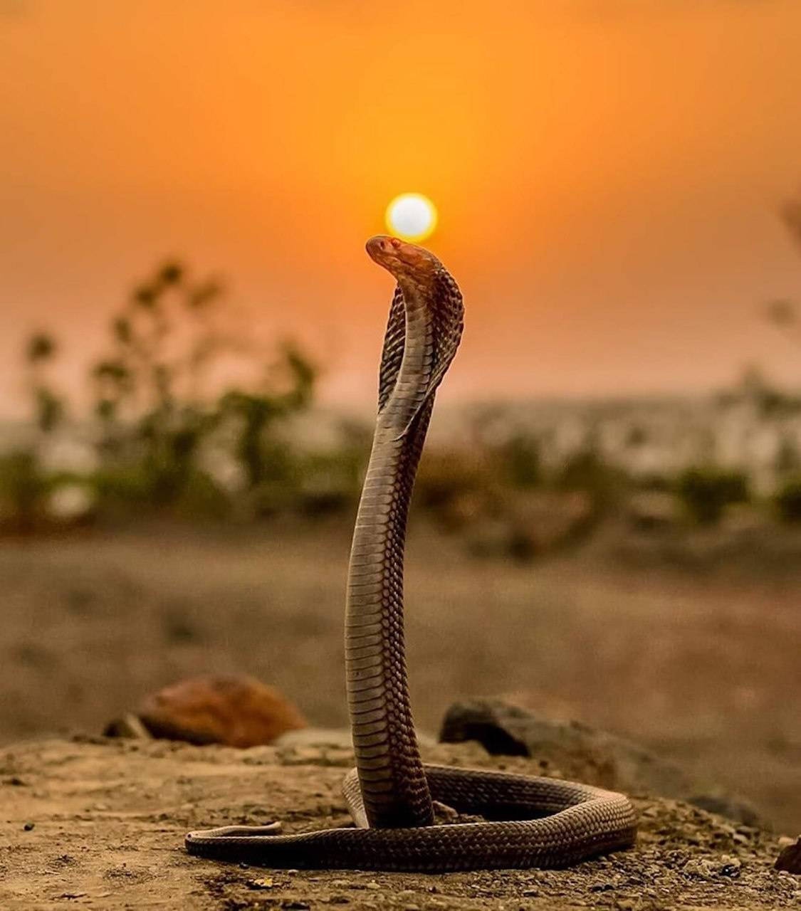 Cobra Snake - sunset