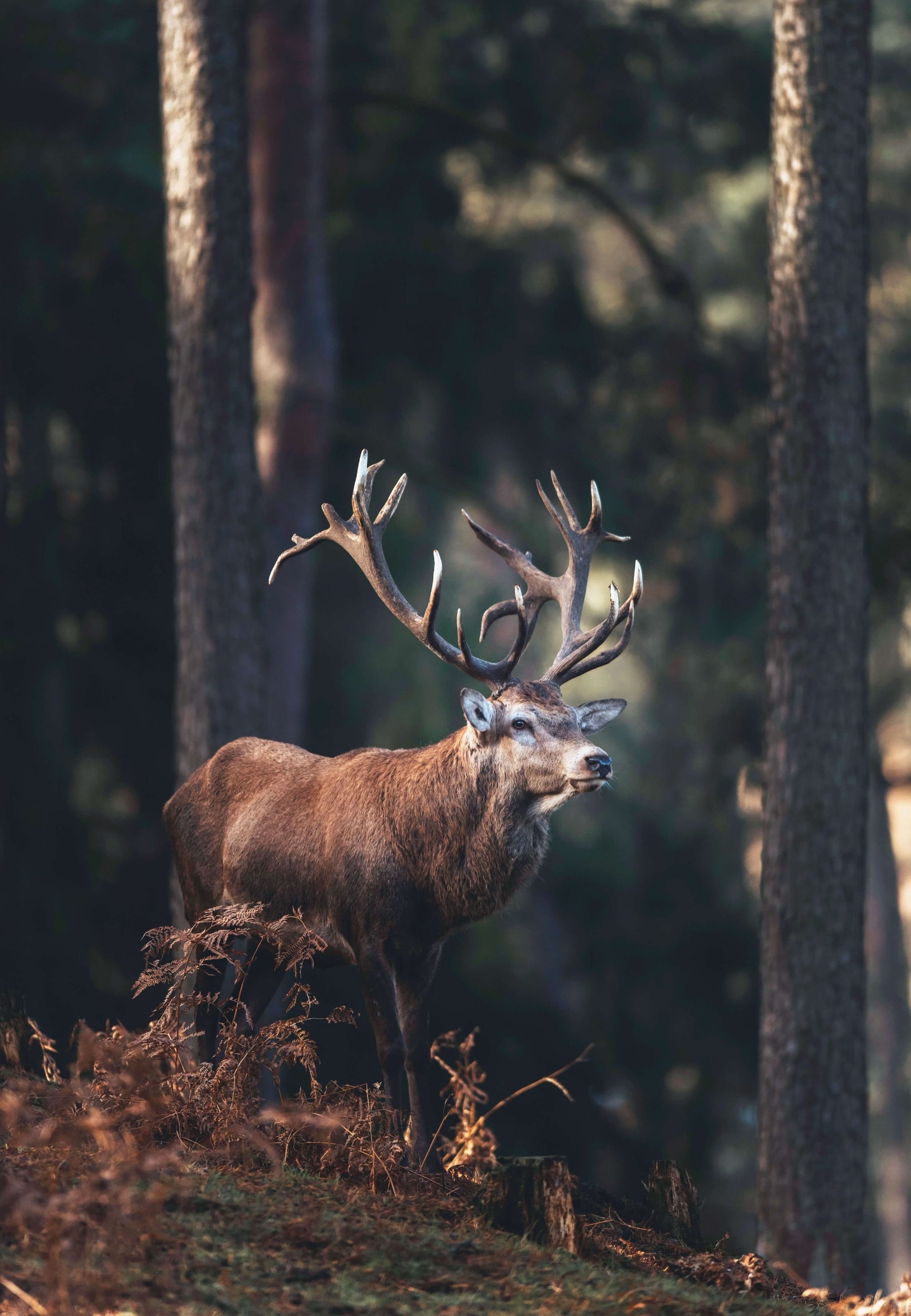 Deers - Kashmir stag