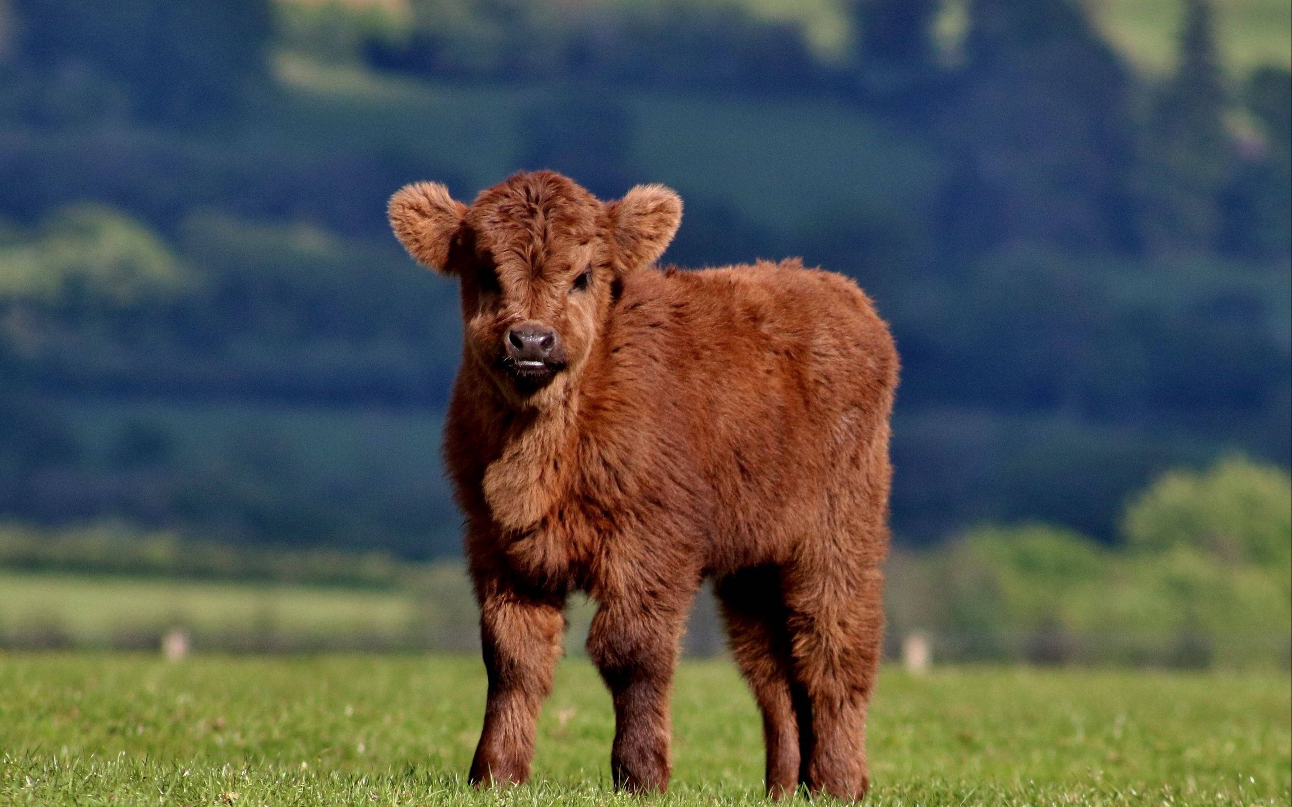 Beautiful Animals - Brown Calf