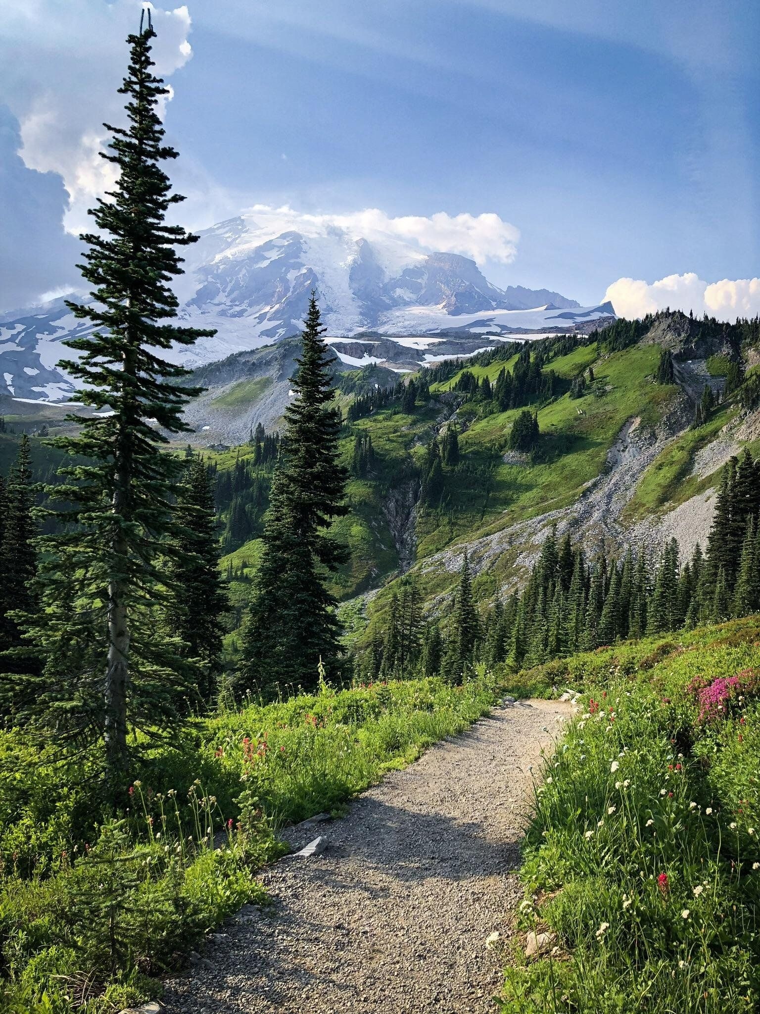 Nature | Nature Trees