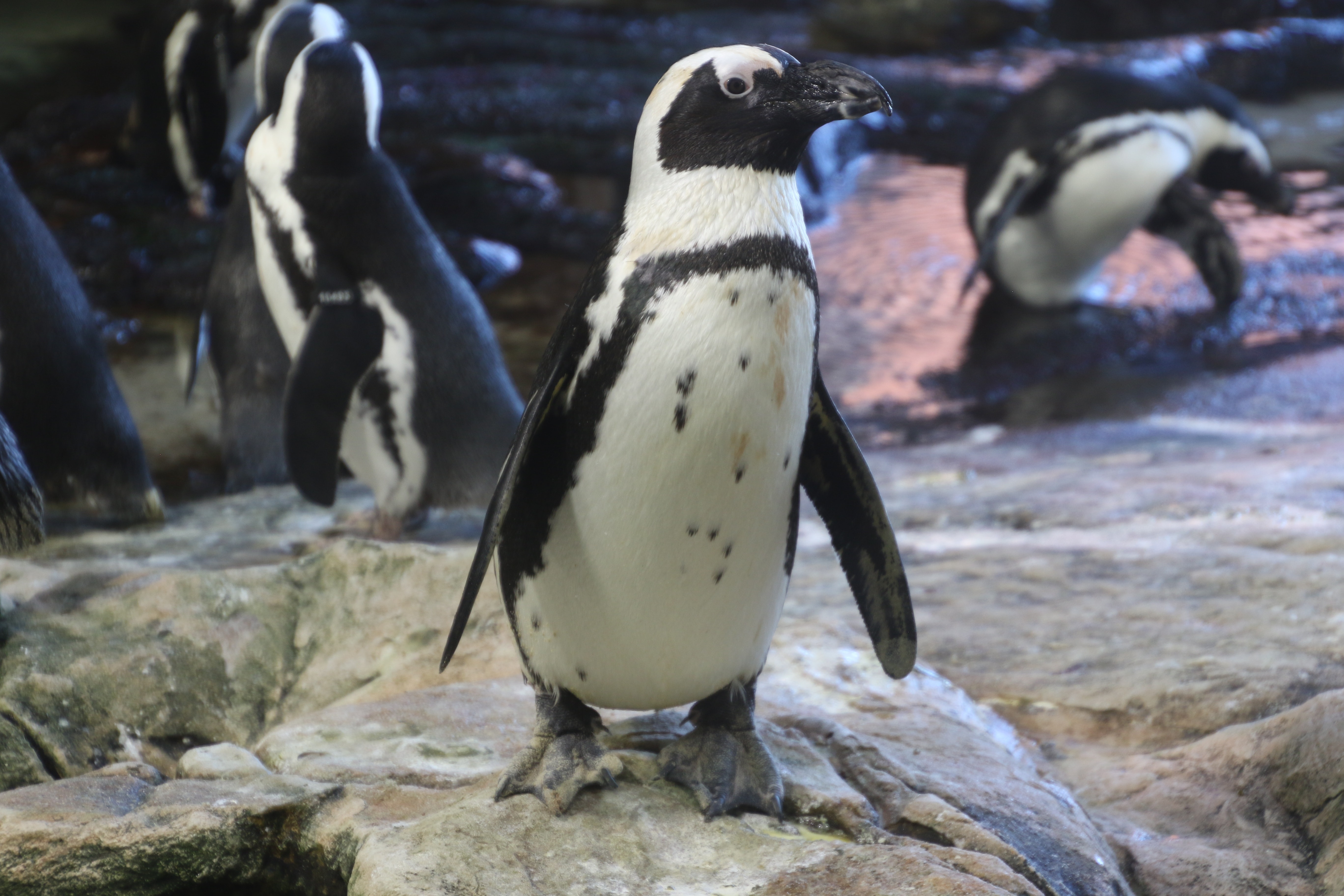 Cute Animals Black And White Penguin