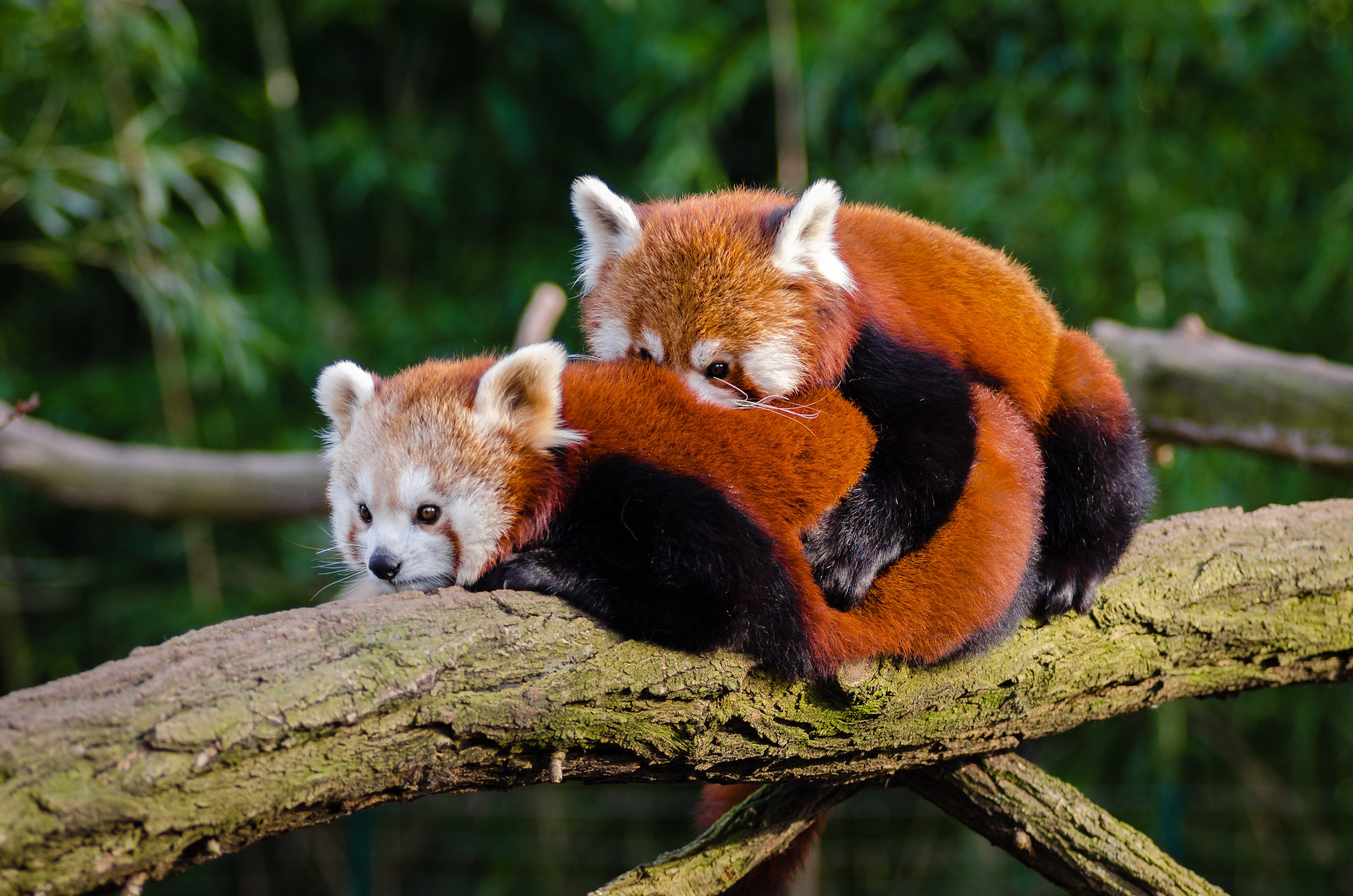 Cute Animals - Red Panda