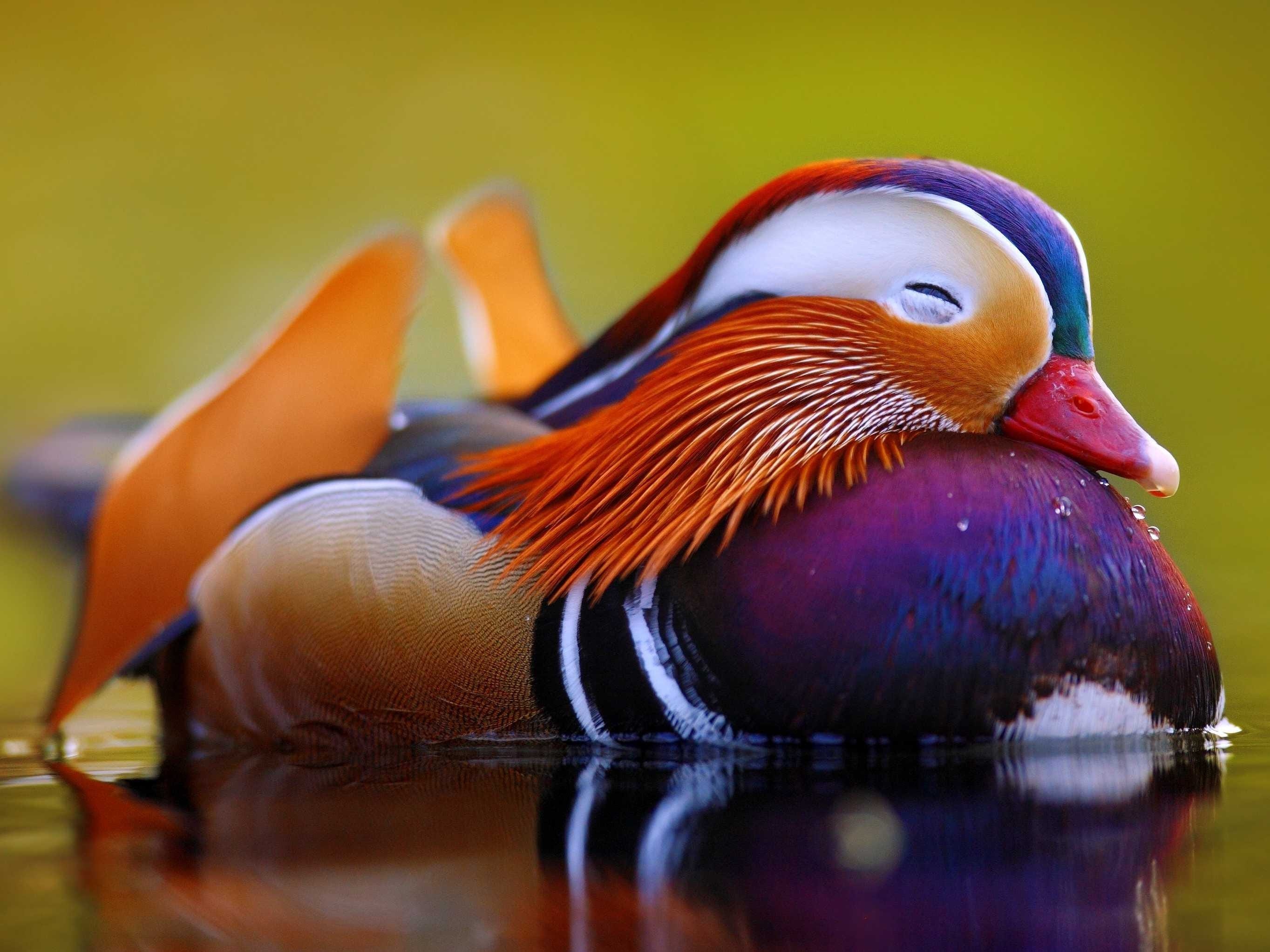 Mandarin Duck - Duck - Bird