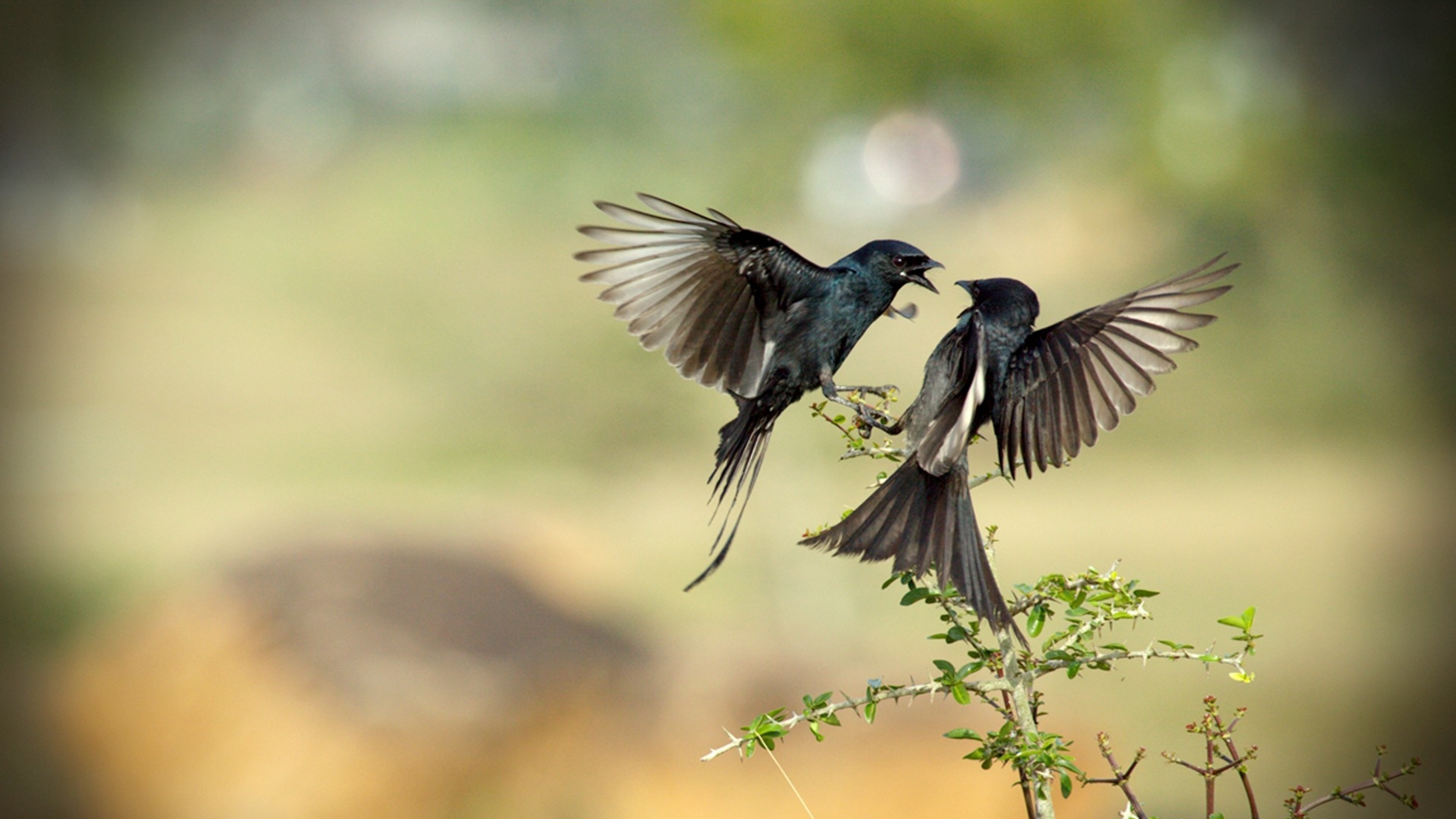 Love Birds - Birds Flying