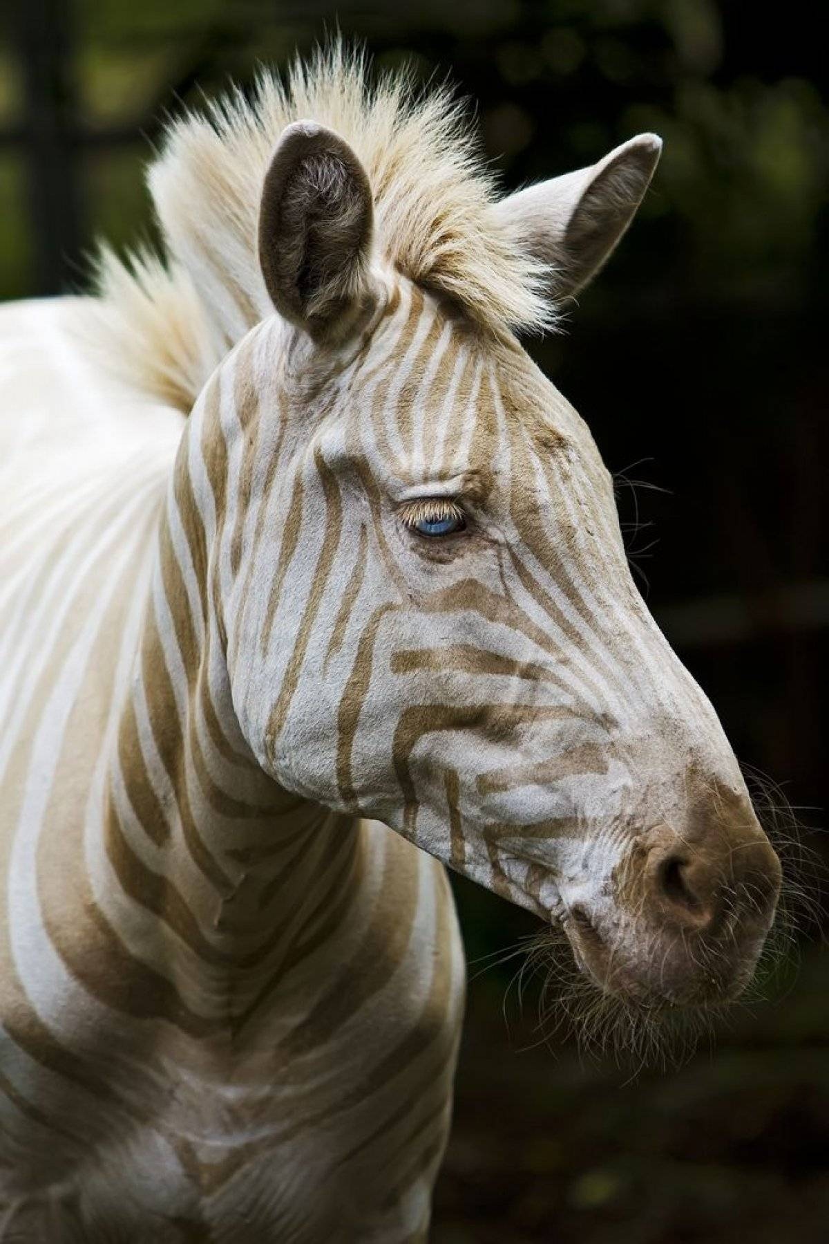 Rare Albino Zebra