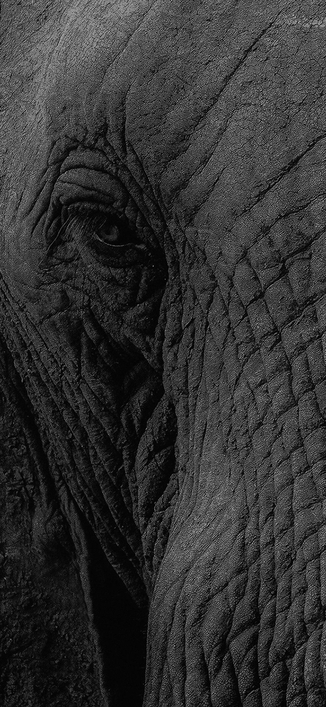 Elephant Eye