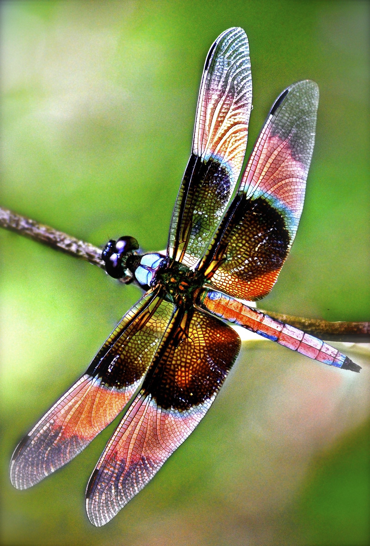 Dragonfly | Colorful Insect