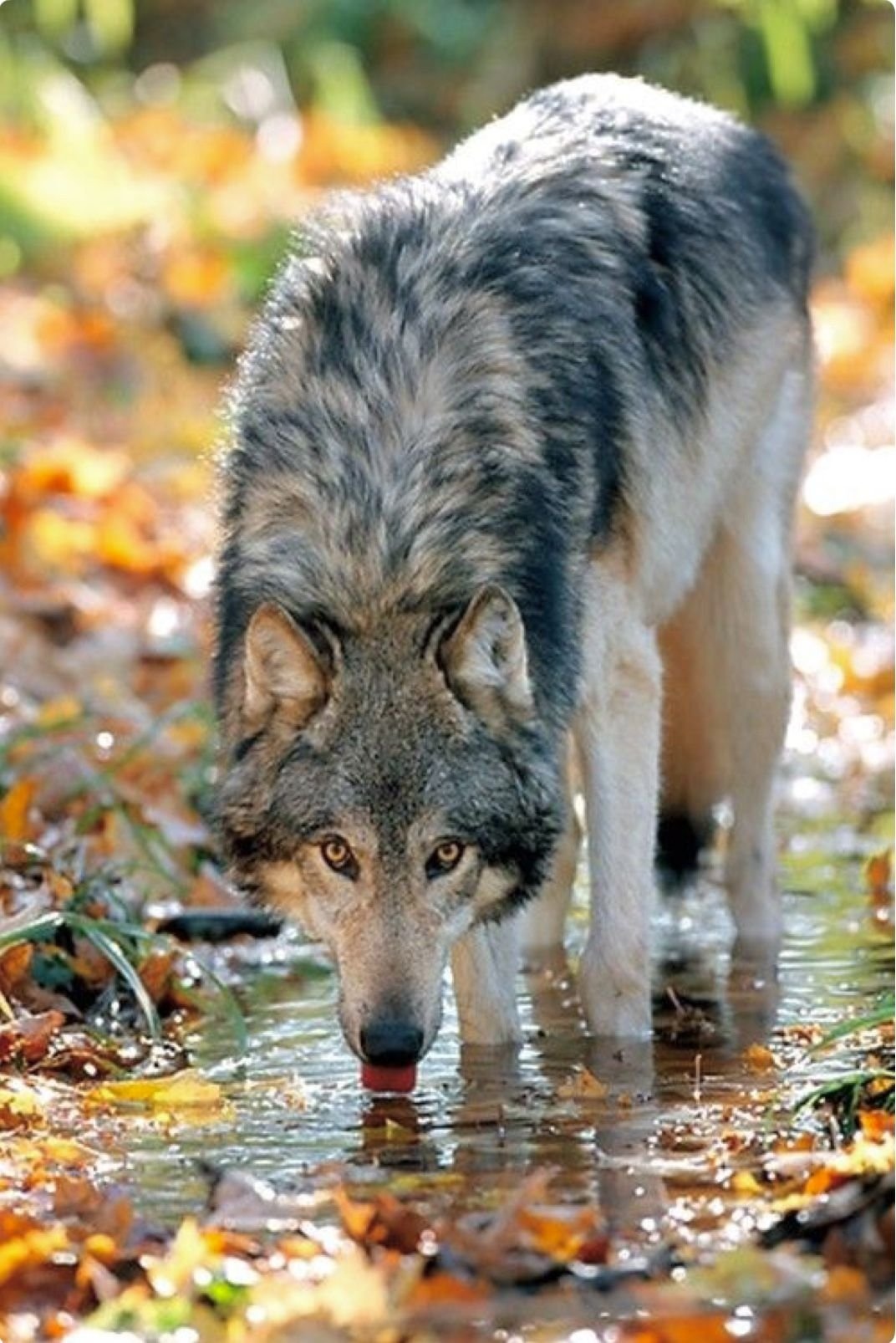 Wolf | Drinking Water Wolf