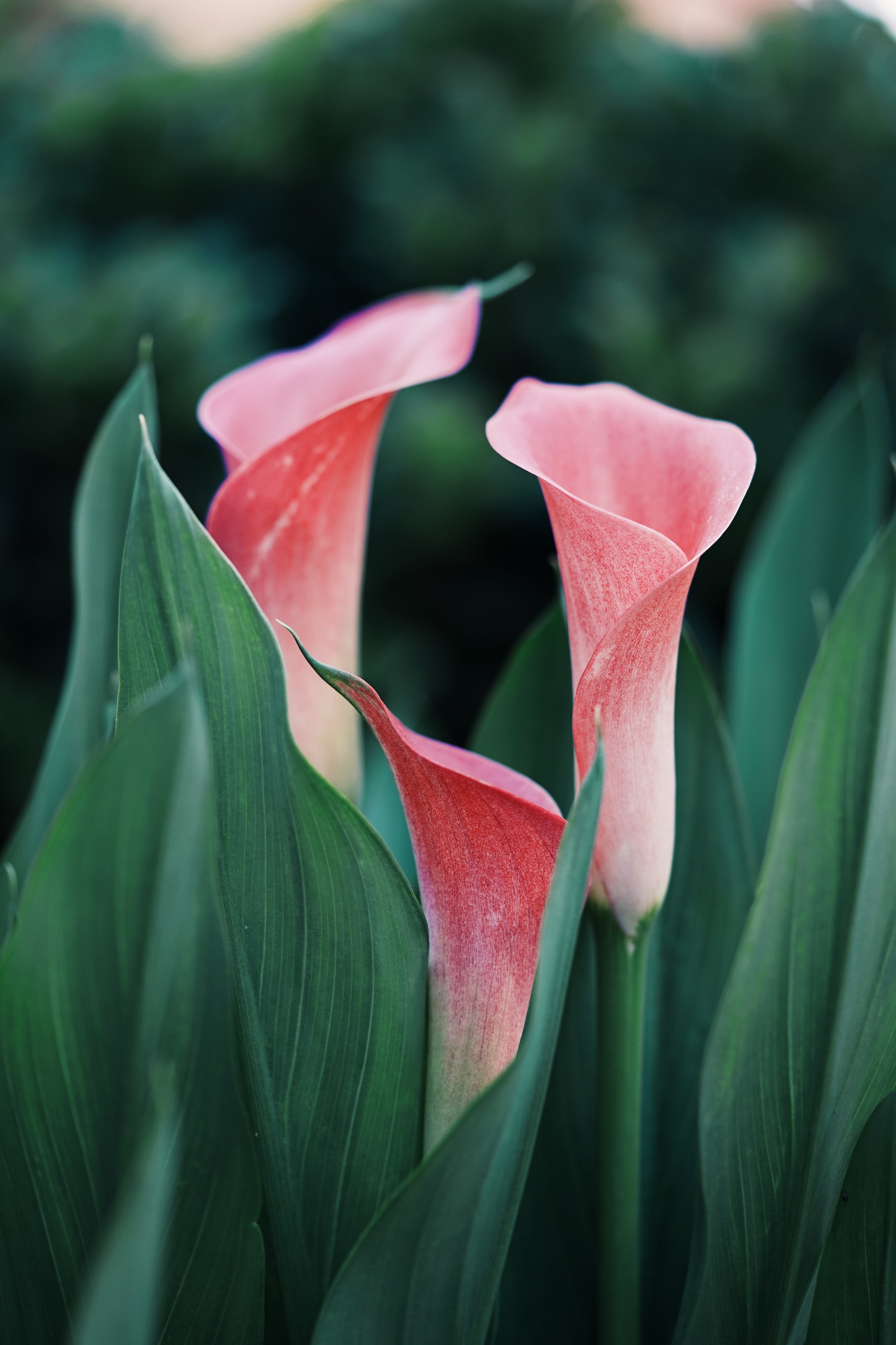 Flower Pictures - Calla Lily