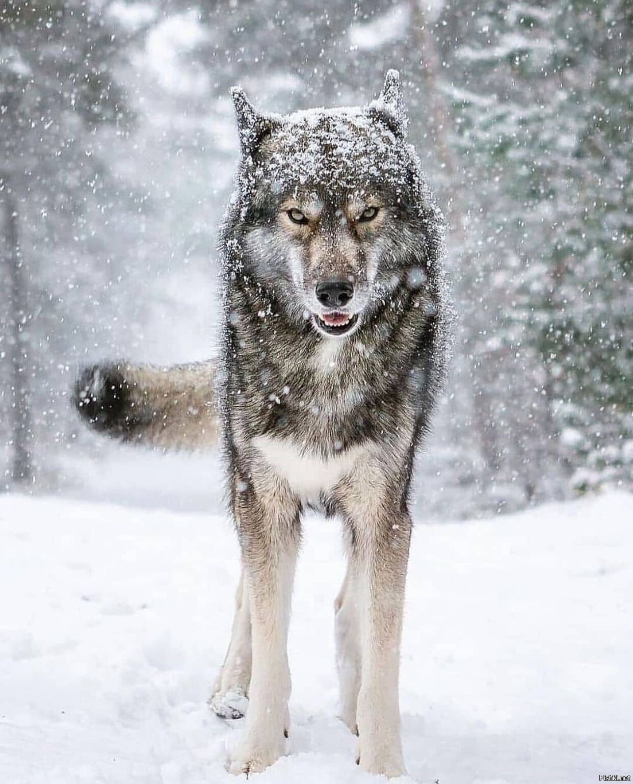 Wolf | Snowfall Wolf