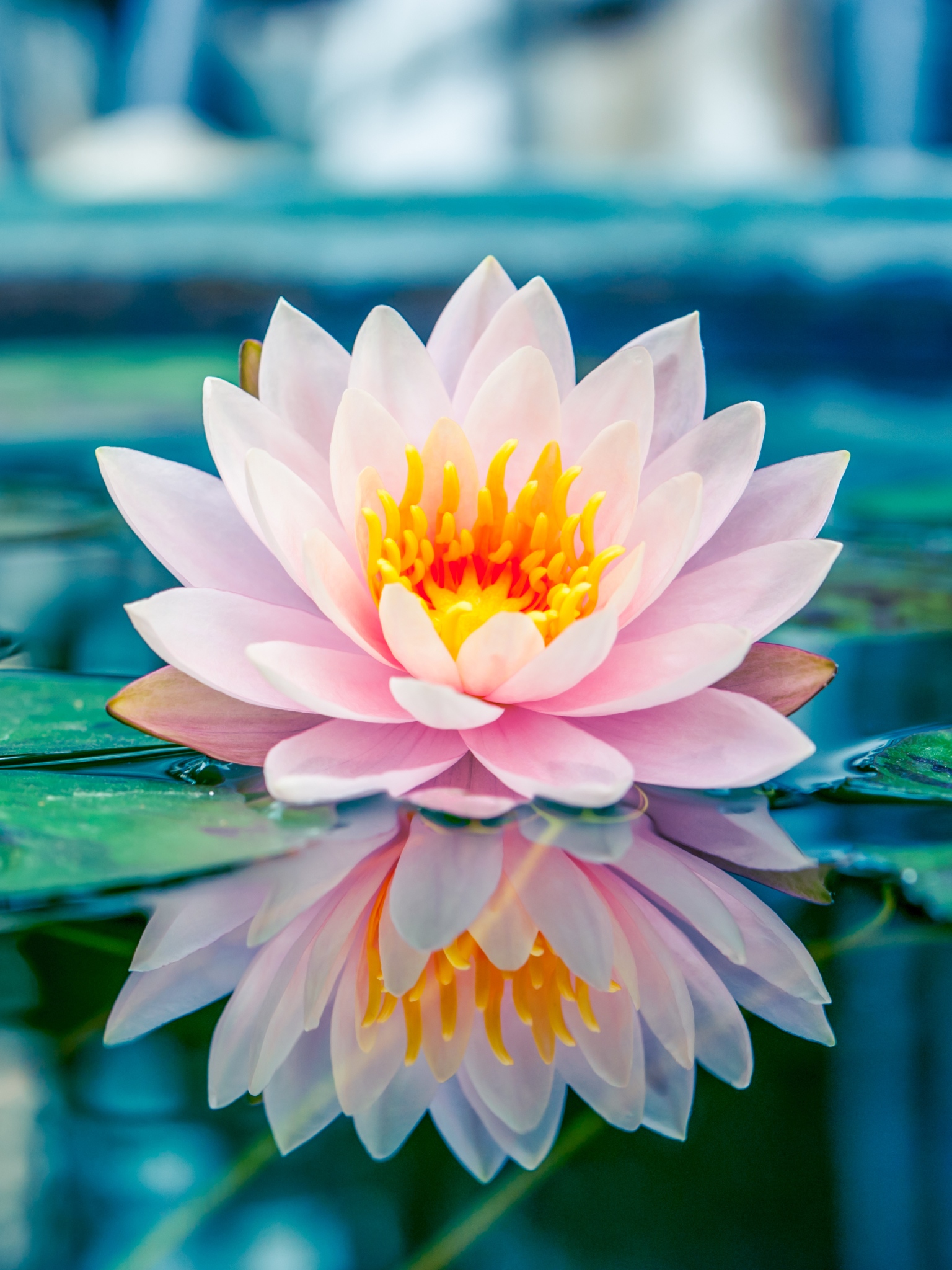 Lotus Flower | Pink | Lotus | Flower